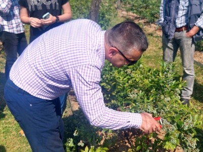 Berba borovnica će kasniti Berba borovnica će kasniti