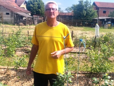 Berba borovnica će kasniti Berba borovnica će kasniti