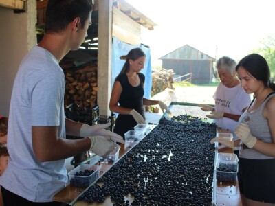 Berba borovnica na OPG Hodak u Suhopolju Berba borovnica na OPG Hodak u Suhopolju