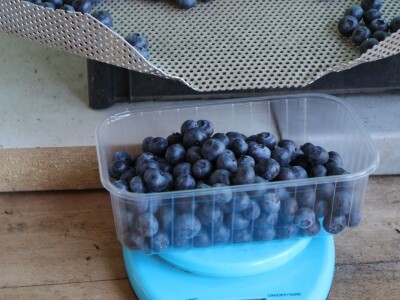 Berba borovnica na OPG Hodak u Suhopolju Berba borovnica na OPG Hodak u Suhopolju