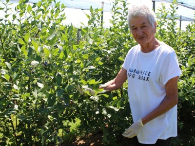 Berba borovnica na OPG Hodak u Suhopolju Berba borovnica na OPG Hodak u Suhopolju
