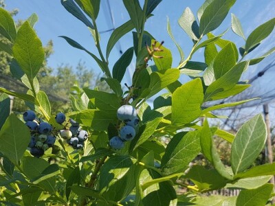 Berba borovnica na OPG Hodak u Suhopolju Berba borovnica na OPG Hodak u Suhopolju