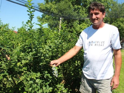 Berba borovnica na OPG Hodak u Suhopolju Berba borovnica na OPG Hodak u Suhopolju