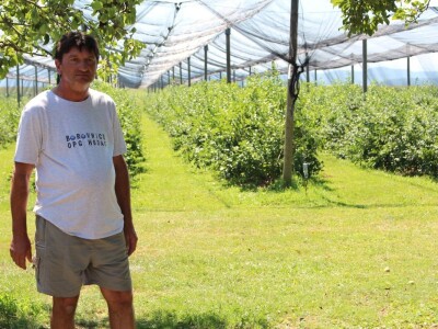 Berba borovnica na OPG Hodak u Suhopolju Berba borovnica na OPG Hodak u Suhopolju