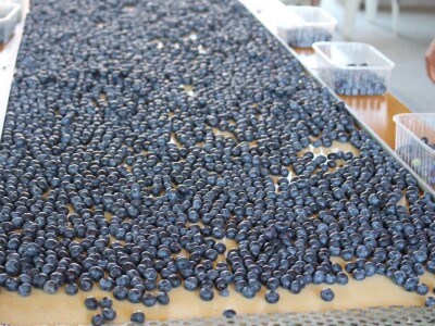 Berba borovnica na OPG Hodak u Suhopolju Berba borovnica na OPG Hodak u Suhopolju