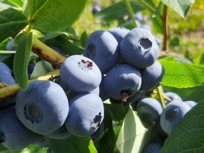 Berba borovnica na Rudniku