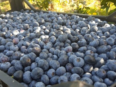 Berba borovnica na Rudniku