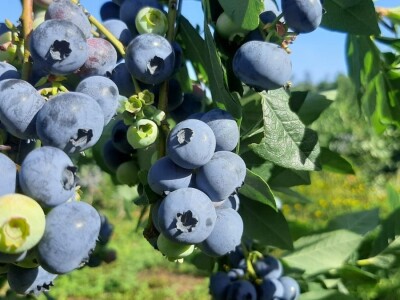 Berba borovnica na Rudniku