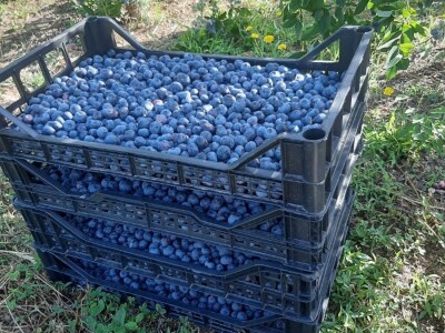 Berba borovnica na Rudniku