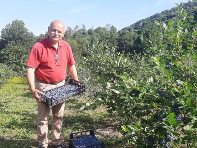 Berba borovnica na Rudniku