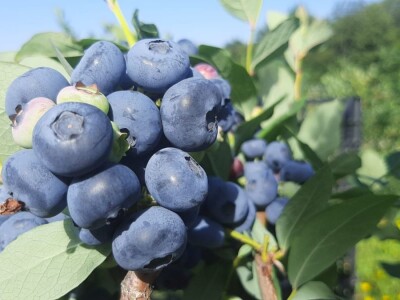 Berba borovnica na Rudniku