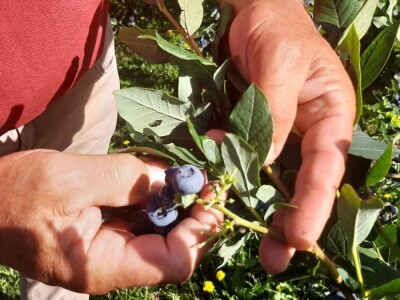 Berba borovnica na Rudniku