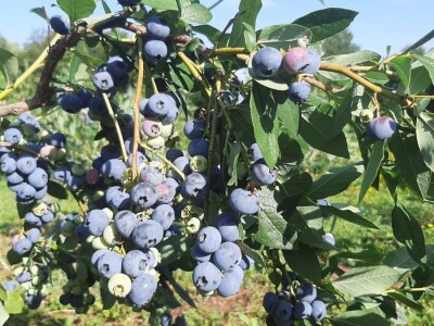 Berba borovnica na Rudniku