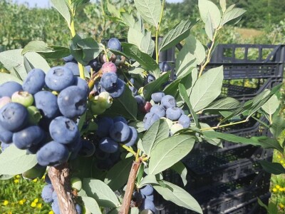 Berba borovnica na Rudniku