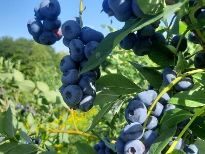 Berba borovnica na Rudniku