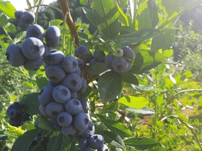 Berba borovnica na Rudniku