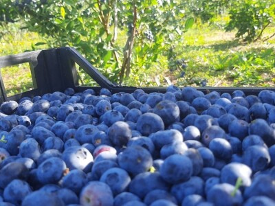 Berba borovnica na Rudniku