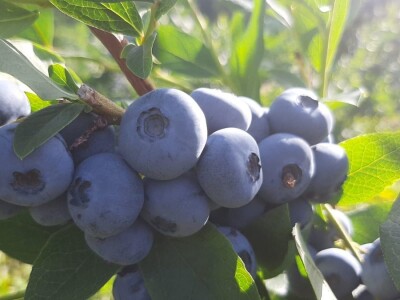 Berba borovnica na Rudniku