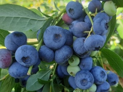 Berba borovnica na Rudniku, foto: M. Lazarević