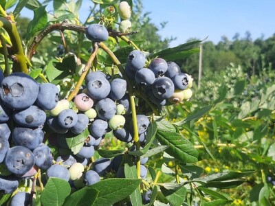 Berba borovnica na Rudniku, foto: M. Lazarević