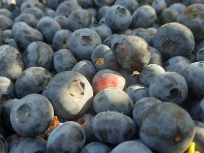 Berba borovnica na Rudniku, foto: M. Lazarević