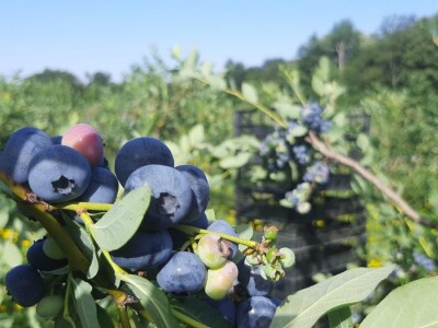 Berba borovnica na Rudniku, foto: M. Lazarević