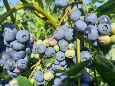 Berba borovnica na Rudniku, foto: M. Lazarević