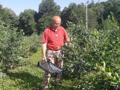 Berba borovnica na Rudniku, foto: M. Lazarević