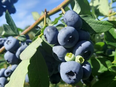 Berba borovnica na Rudniku, foto: M. Lazarević