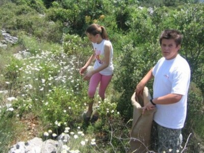 Berba buhača u kršu Dalmacije