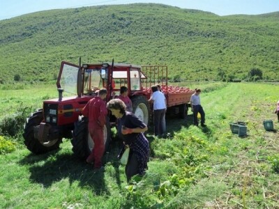 Berba bundeva na imanju OPG Plazibat u Mućkom polju Berba bundeva na imanju OPG Plazibat u Mućkom polju