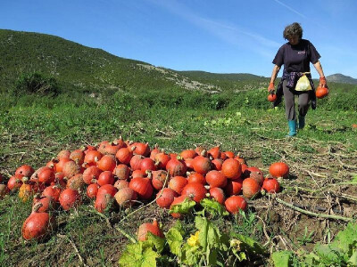 Berba bundeva na imanju OPG Plazibat u Mućkom polju