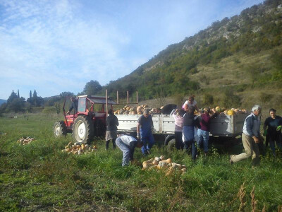 Tikve u Postinju Donjem OPG Plazibat