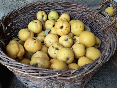 Berba dunja Berba dunja