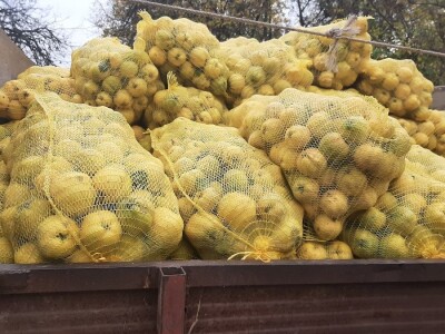 Berba dunja Berba dunja