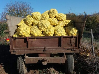 Berba dunja Berba dunja