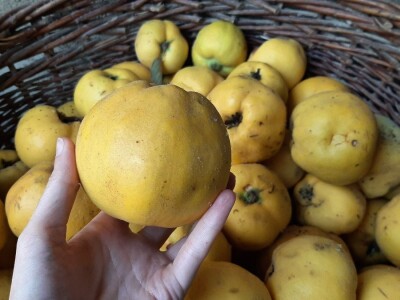 Berba dunja Berba dunja