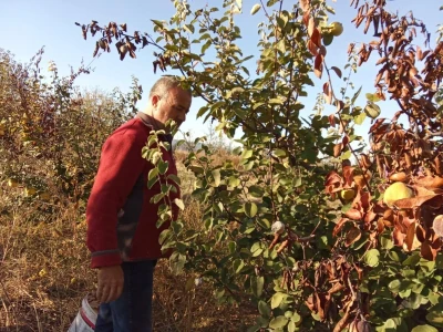 Berba dunje