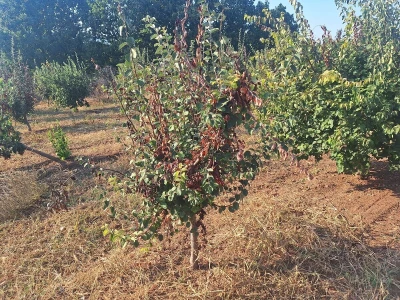 Berba dunje