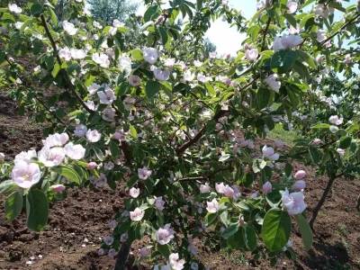 Berba dunje