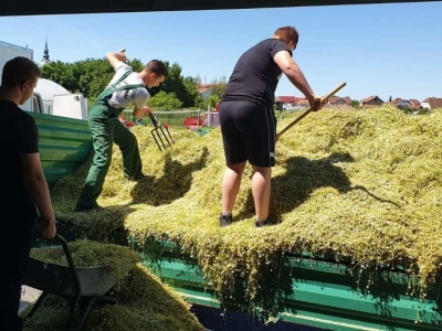 Berba eko kamilice u Pitomači