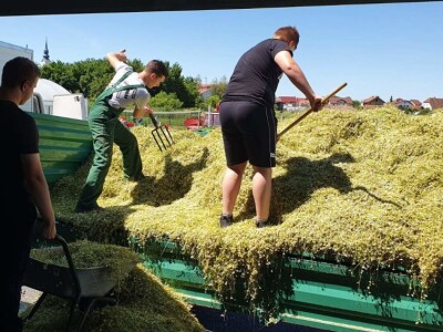 Berba eko kamilice u Pitomači