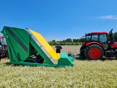 Berba eko kamilice u Pitomači