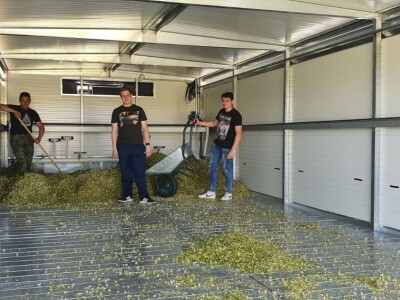 Berba eko kamilice u Pitomači