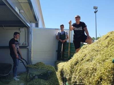 Berba eko kamilice u Pitomači