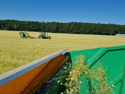 Berba eko kamilice u Pitomači