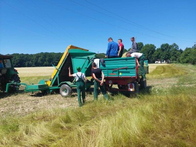 Berba eko kamilice u Pitomači