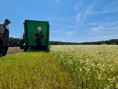 Berba eko kamilice u Pitomači
