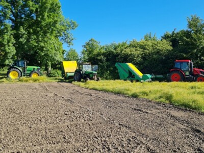 Berba eko kamilice u Pitomači