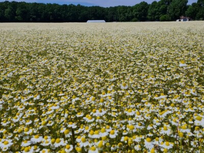 Berba eko kamilice u Pitomači